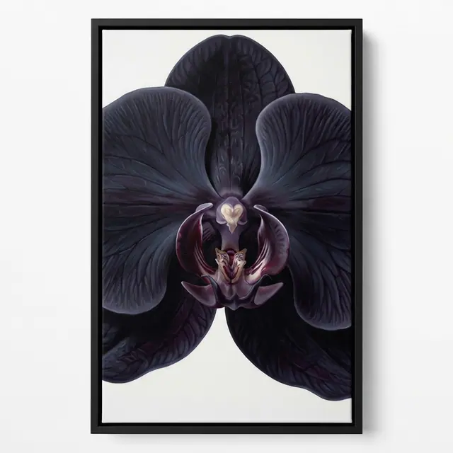 Oncidium Maculatum (Night Study)